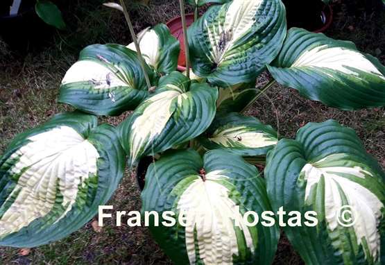 Hosta Champagne for All